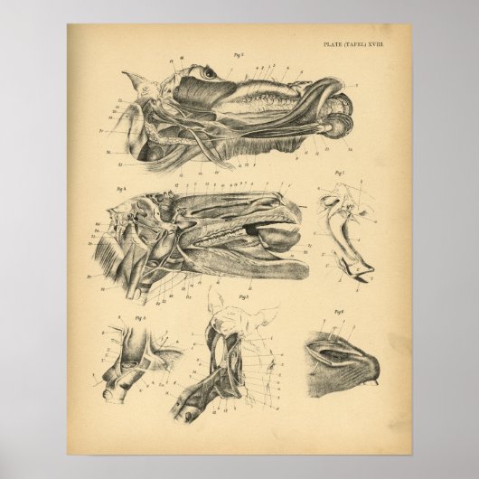 Horse Head Jaw Anatomy 1908 Print (Voorkant)