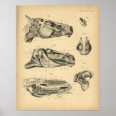 Horse Head Jaw Anatomy 1908  Print (Voorkant)
