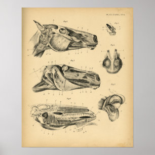 Horse Head Jaw Anatomy 1908  Print