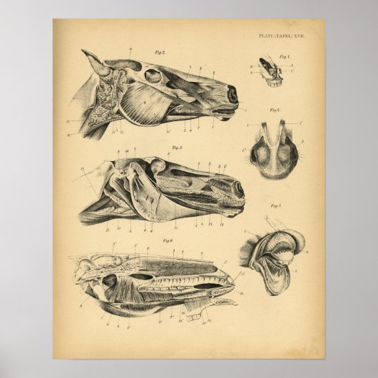 Horse Head Jaw Anatomy 1908  Print (Voorkant)