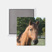 Horse head magnet (Voorkant / Achterkant)