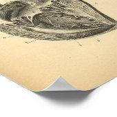 Horse Heart Anatomy 1908  Print (Hoek)