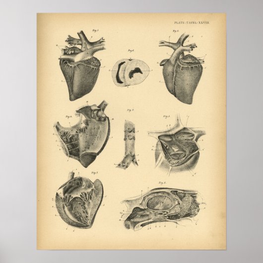 Horse Heart Anatomy 1908  Print (Voorkant)