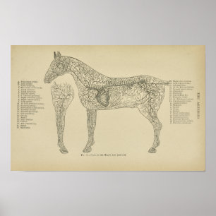 Horse Heart Arteries Anatomic Veterinary Print