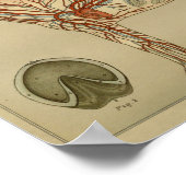 Horse Heart Artery Anatomy Print (Hoek)