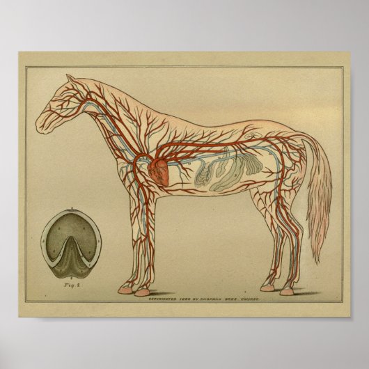 Horse Heart Artery Anatomy Print (Voorkant)