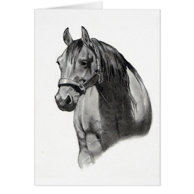 HORSE IN PENCIL (Voorkant)