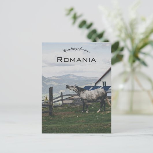 Horse in Vatra Dornei Romania Briefkaart (Staand voorkant)