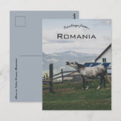 Horse in Vatra Dornei Romania Briefkaart (Voorkant / Achterkant)
