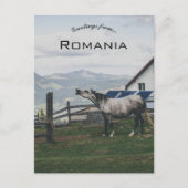 Horse in Vatra Dornei Romania Briefkaart (Voorkant)