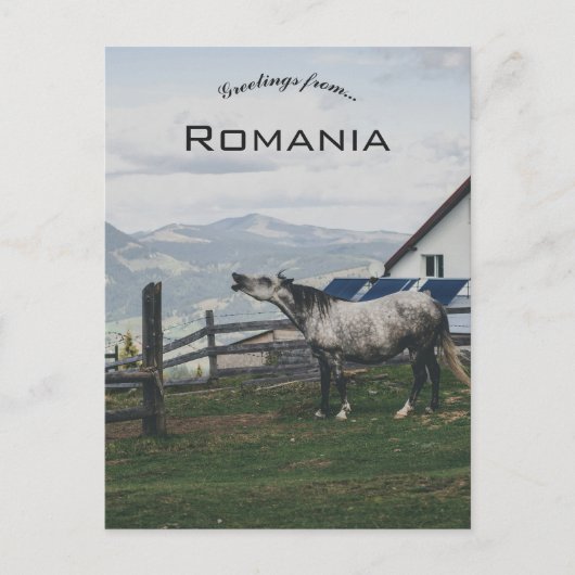Horse in Vatra Dornei Romania Briefkaart (Voorkant)