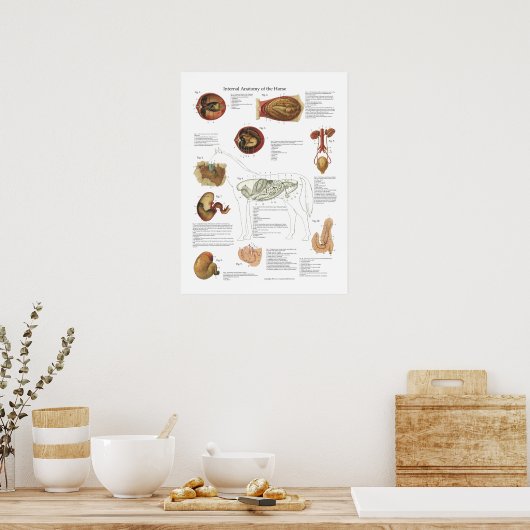 Horse Internal Organs Anatomary Veterinary Chart Poster (Keuken)