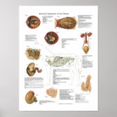 Horse Internal Organs Anatomary Veterinary Chart Poster (Voorkant)
