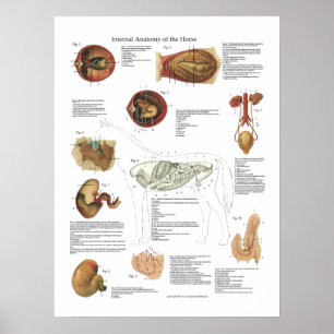 Horse Internal Organs Anatomary Veterinary Chart Poster