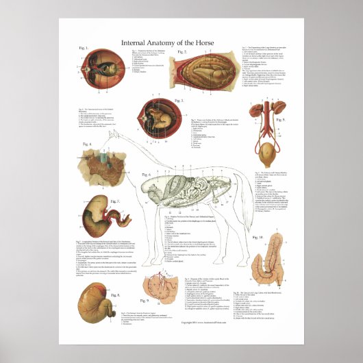 Horse Internal Organs Anatomary Veterinary Chart Poster (Voorkant)