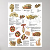Horse interne organen Anatomy Brain Stomach Chart Poster (Voorkant)
