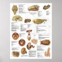 Horse interne organen Anatomy Brain Stomach Chart