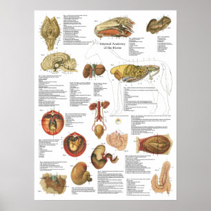 Horse interne organen Anatomy Brain Stomach Chart Poster