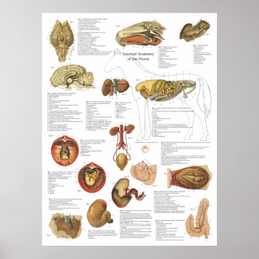Horse interne organen Anatomy Brain Stomach Chart Poster (Voorkant)