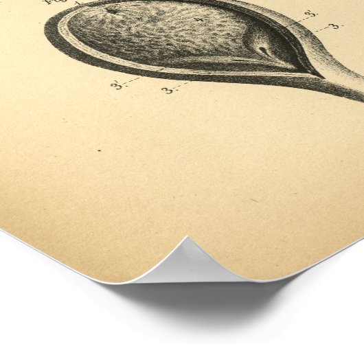 Horse Kidney Anatomy 1908  Print (Hoek)