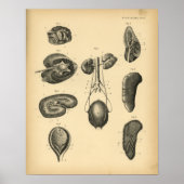 Horse Kidney Anatomy 1908  Print (Voorkant)