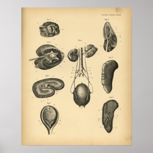Horse Kidney Anatomy 1908  Print (Voorkant)