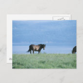 Horse, Lake en Mountain Scene Briefkaart (Voorkant / Achterkant)