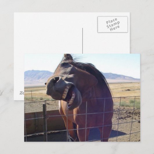Horse Laughing Briefkaart (Voorkant / Achterkant)