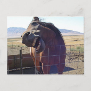 Horse Laughing Briefkaart