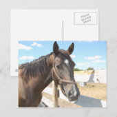 Horse Love Briefkaart (Voorkant / Achterkant)