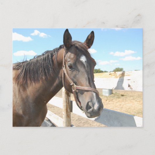 Horse Love Briefkaart (Voorkant)