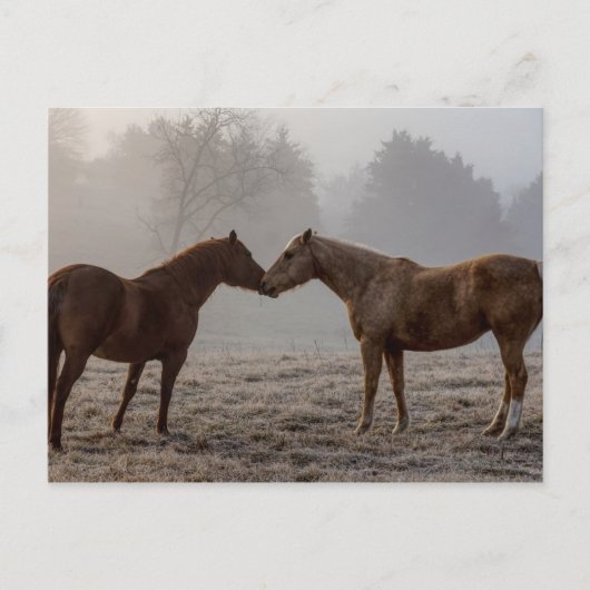 Horse Love Briefkaart (Voorkant)