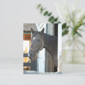Horse Love Briefkaart (Staand voorkant)
