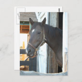 Horse Love Briefkaart (Voorkant / Achterkant)