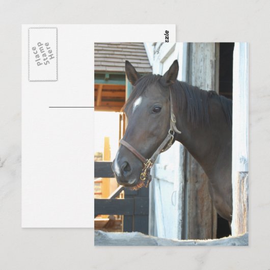Horse Love Briefkaart (Voorkant / Achterkant)