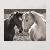 Horse Love Briefkaart (Voorkant)