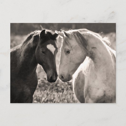 Horse Love Briefkaart (Voorkant)