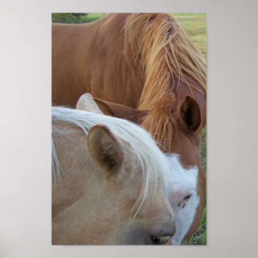 Horse Love Poster (Voorkant)