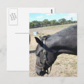 Horse Lover Briefkaart (Voorkant / Achterkant)