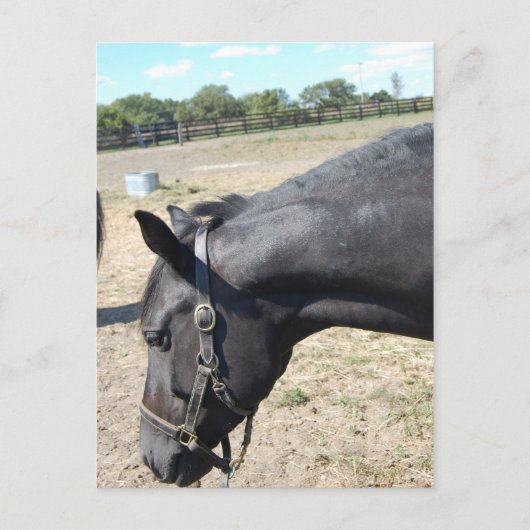 Horse Lover Briefkaart (Voorkant)