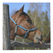 Horse Lover's aangepaste foto kubus (Voorkant)