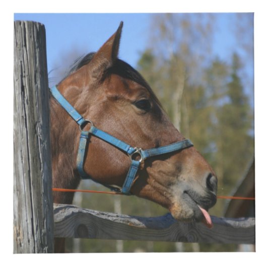 Horse Lover's aangepaste foto kubus (Voorkant)