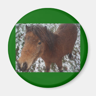 HORSE MAGNEET