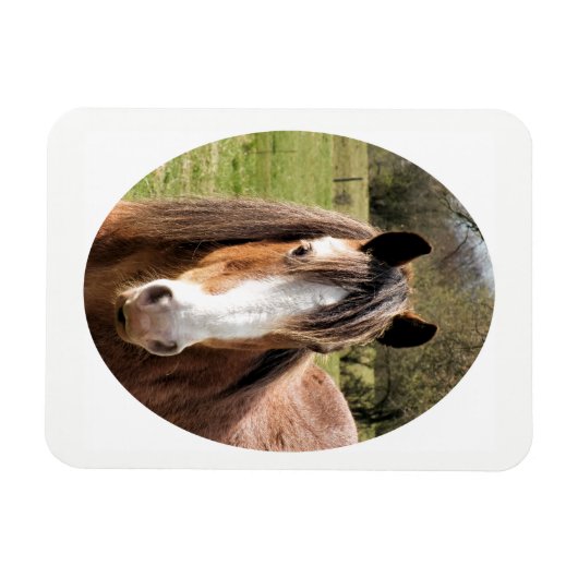 HORSE MAGNEET (Horizontaal)