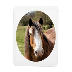HORSE MAGNEET