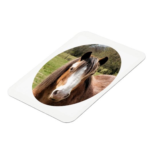 HORSE MAGNEET (Linkerzijde)