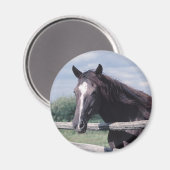 Horse Magnet (Voorkant / Achterkant)
