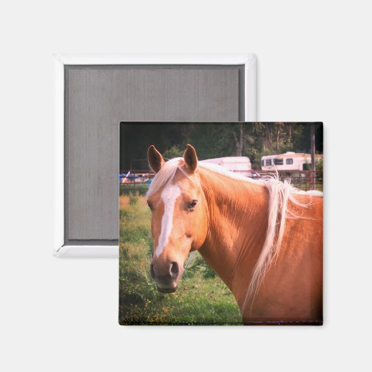 Horse Magnet (Voorkant / Achterkant)