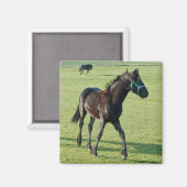 Horse magnet (Voorkant / Achterkant)
