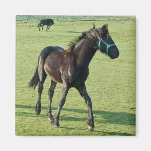 Horse magnet